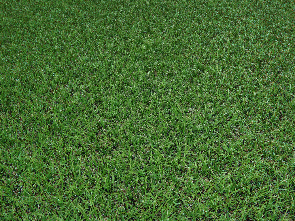 grass-2.jpg